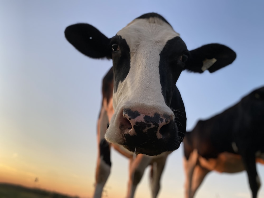 black and white cow during daytime