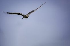 brown and white owl flying during daytime