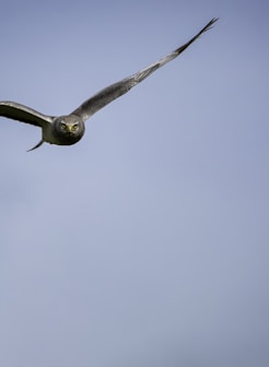 brown and white owl flying during daytime