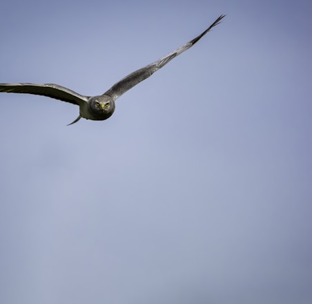 brown and white owl flying during daytime