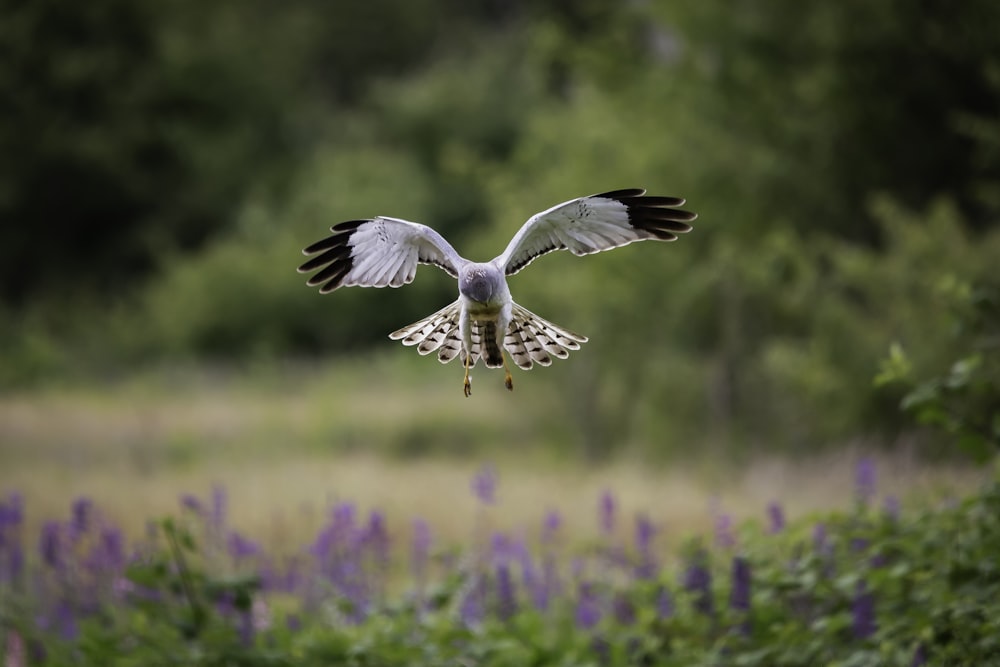 white and black bird flying during daytime