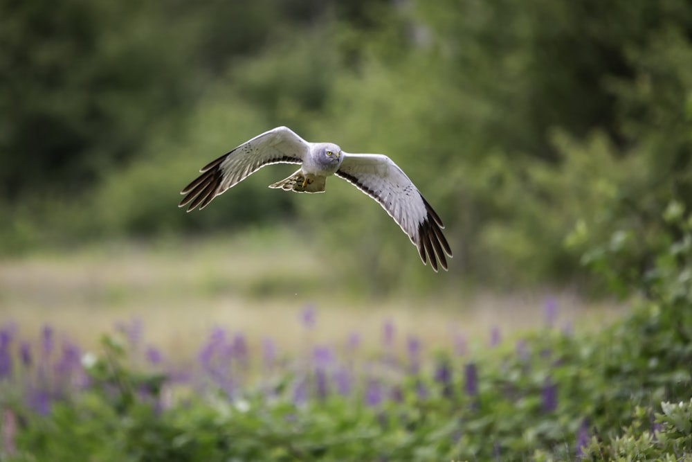 oiseau blanc et noir volant pendant la journée