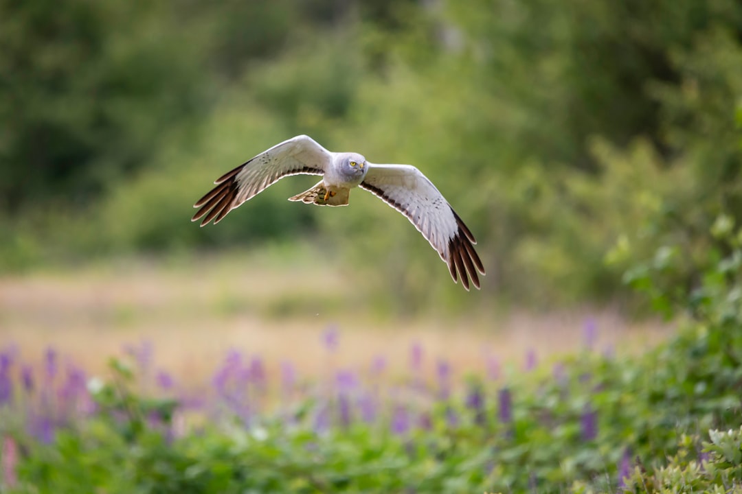 Wildlife photo spot Boundary Bay George C. Reifel Migratory Bird Sanctuary