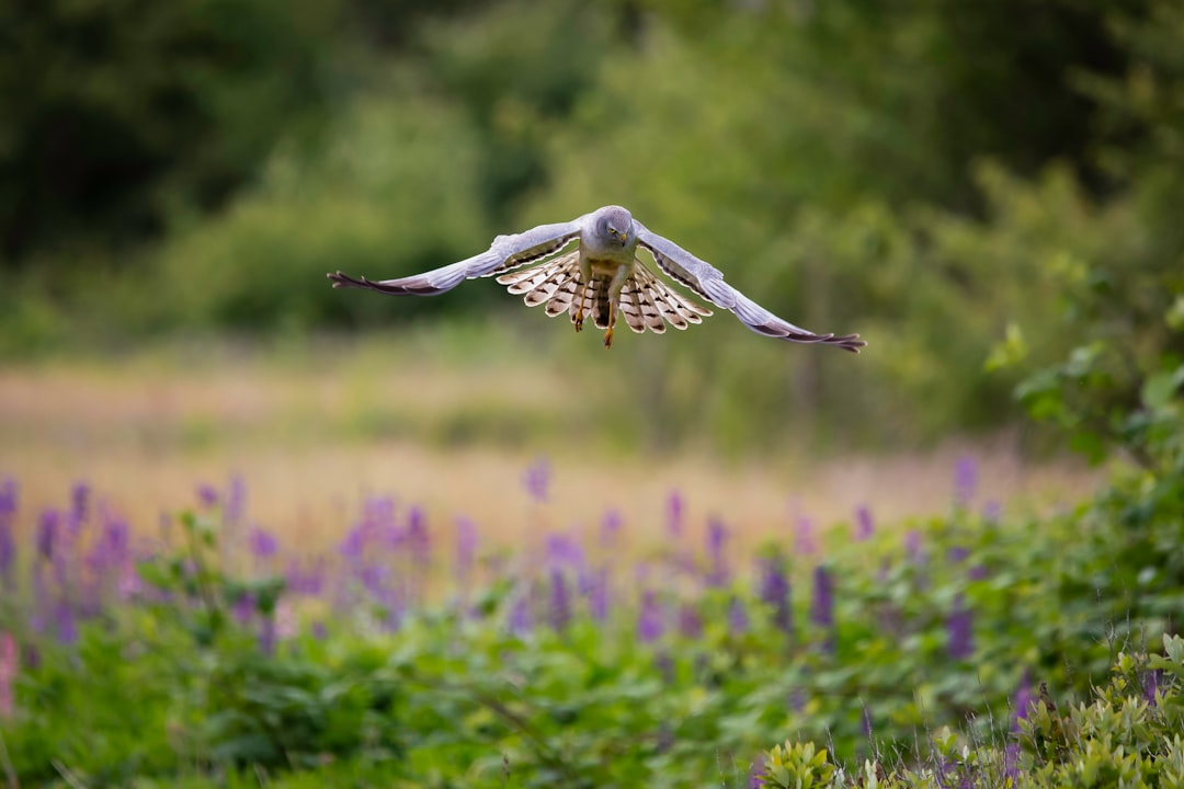 Wildlife photo spot Boundary Bay Ladner