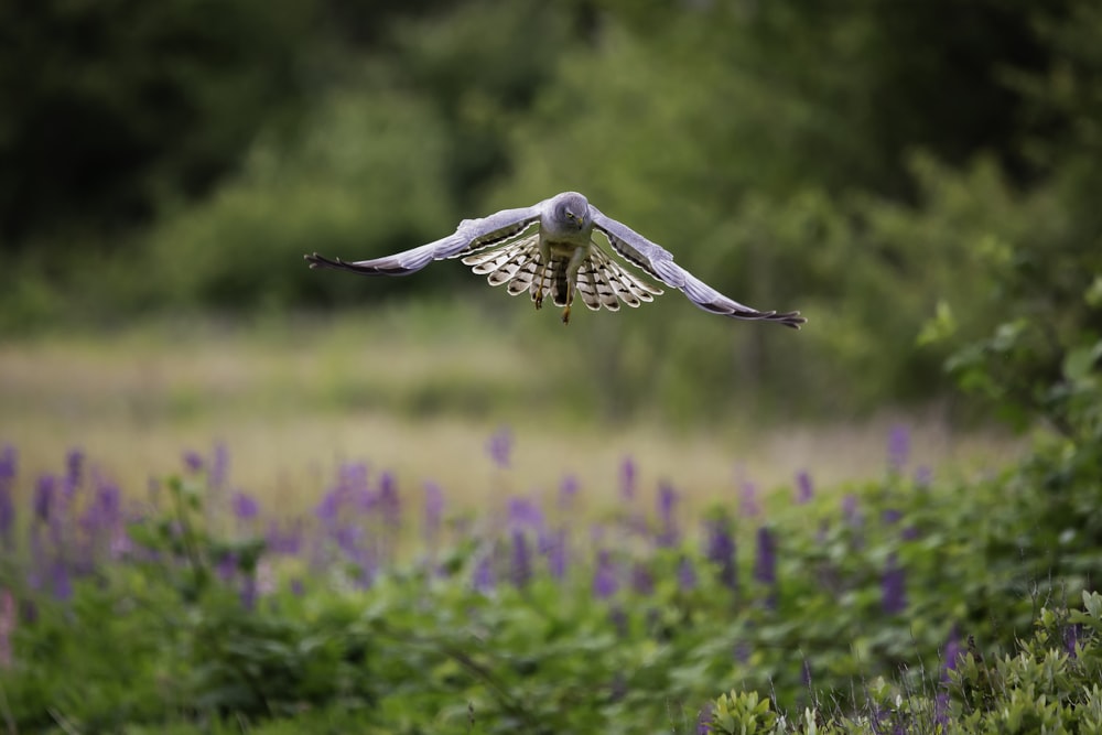 white and brown bird flying during daytime