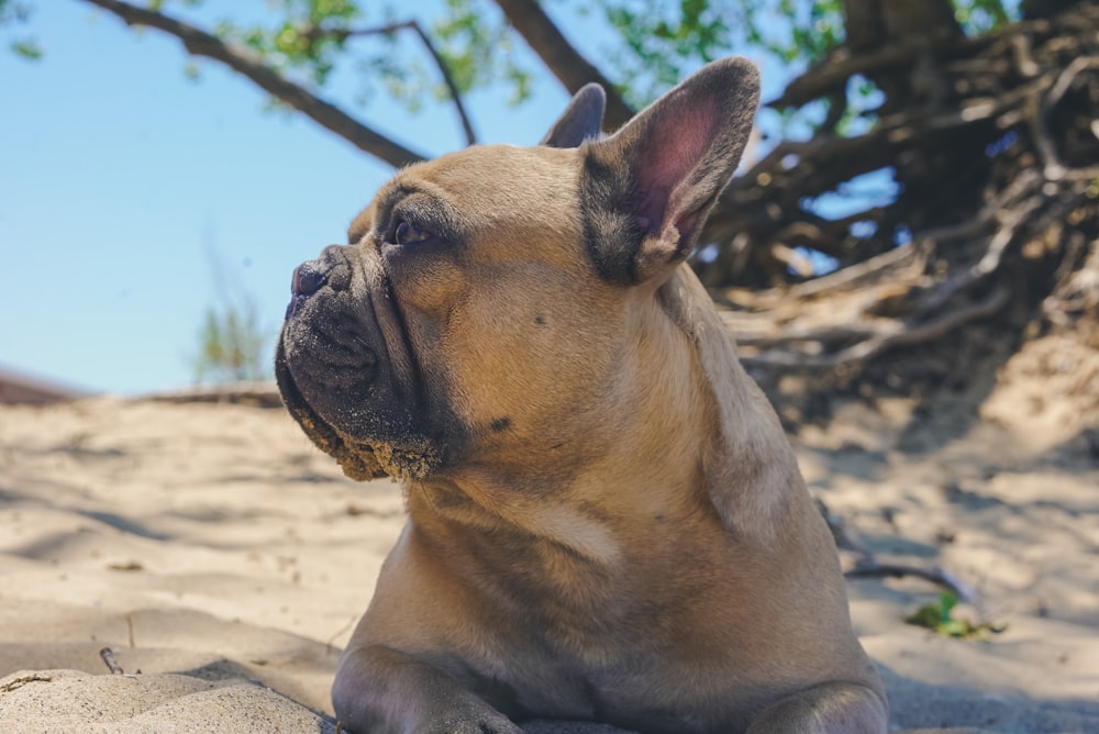 日中の茶色の砂浜の上の茶色の短いコートの犬