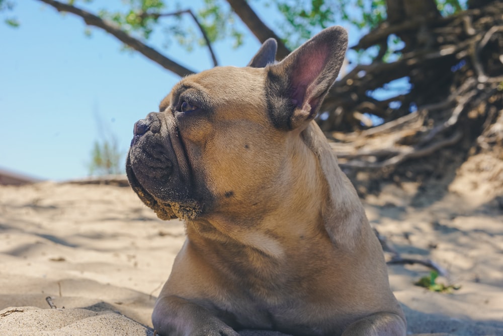 brown short coated dog on brown sand during daytime