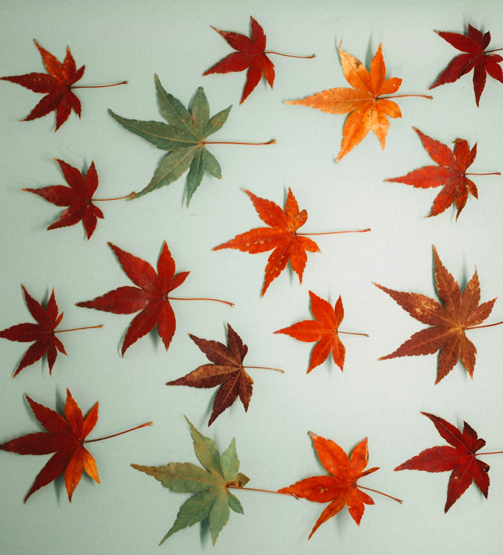 feuilles d’érable rouges et vertes