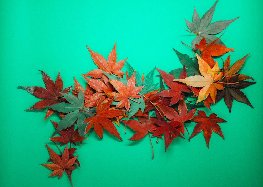 red and yellow maple leaves on pink surface