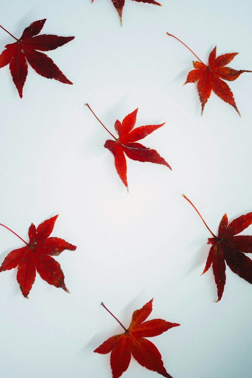 red maple leaves on white background