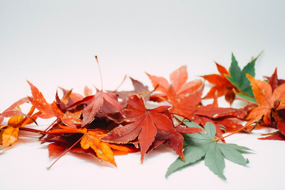 red and brown maple leaves