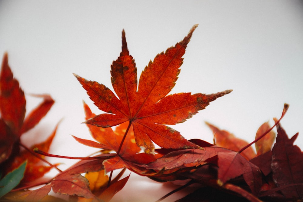 brown maple leaf in close up photography