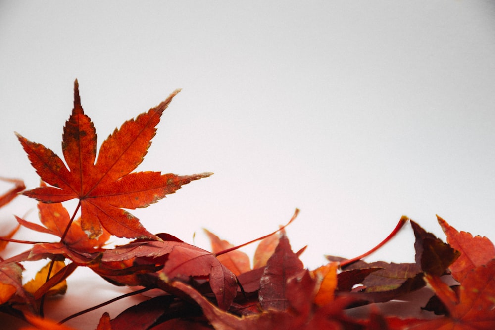 red and brown maple leaves