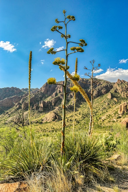 A row of tall Yucca plants standing proudly under the bright Andalusian sun.