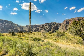 green grass and brown mountain under blue sky during daytime
