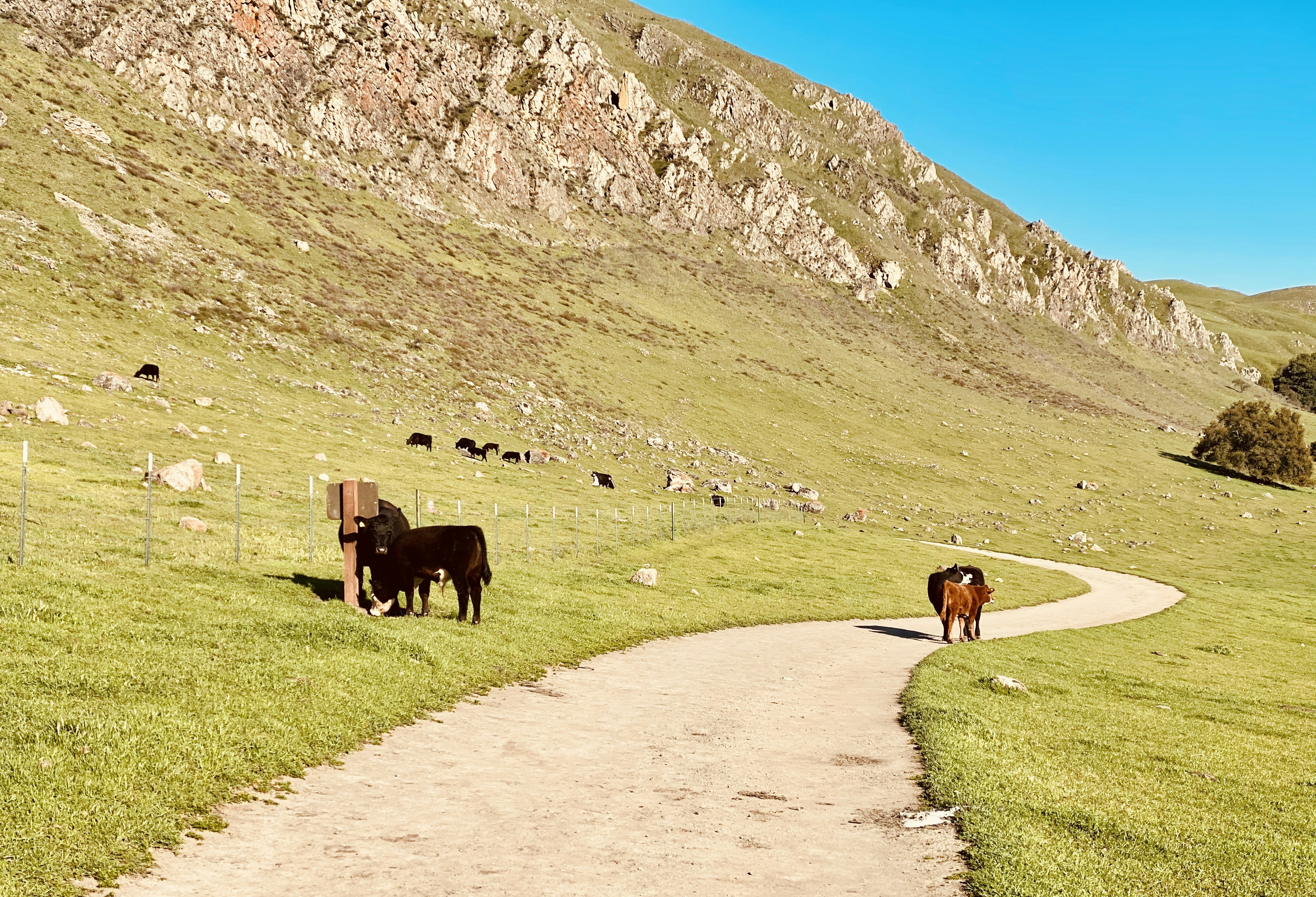 black cow on green grass field during daytime, 