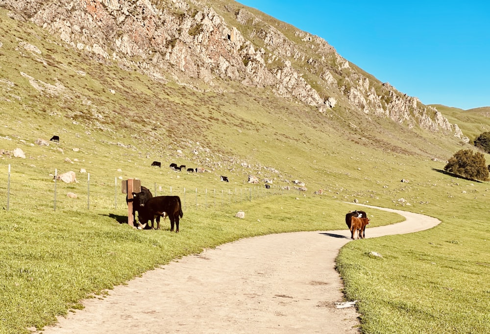 black cow on green grass field during daytime