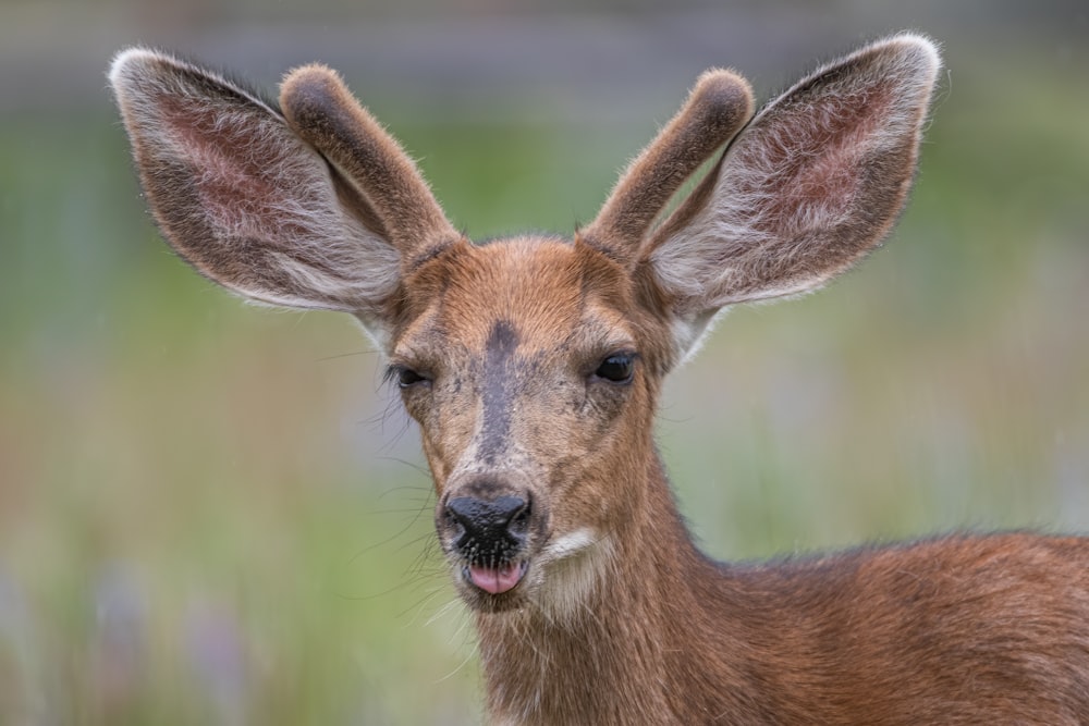 brown deer on green grass during daytime