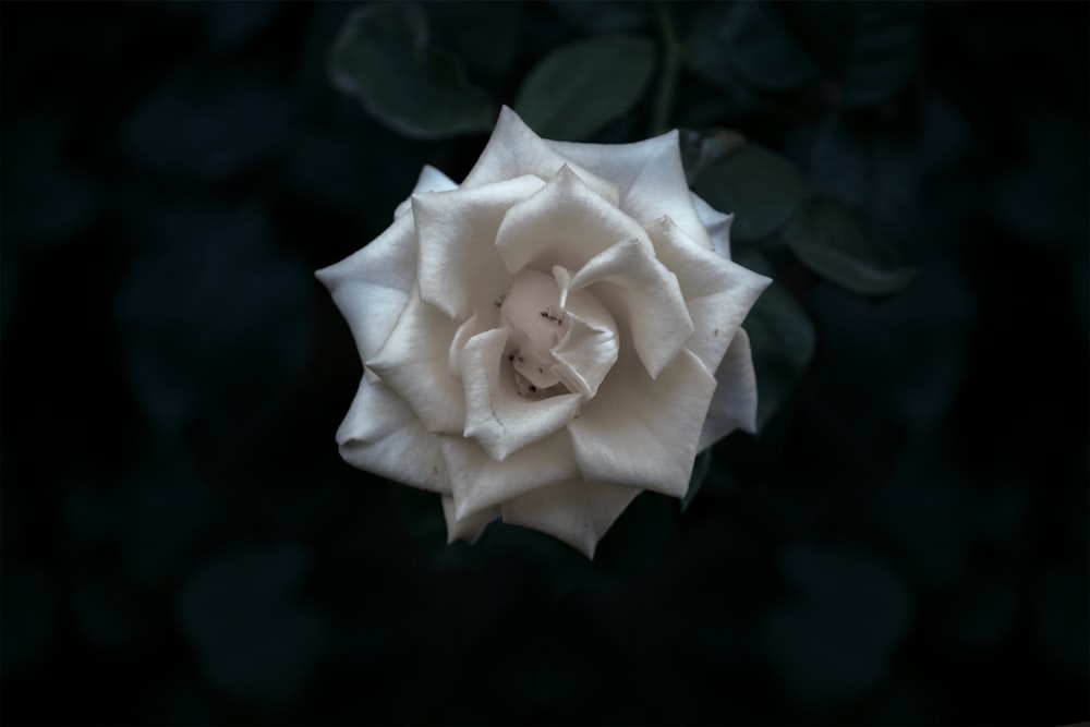 white rose in bloom close up photo