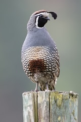 A quail with a distinctive black and white facial pattern and a plume on its head stands on a weathered wooden post. The bird's body has smooth blue-grey feathers transitioning to brown and white scalloped patterns on its chest and underbelly. The background is softly blurred in shades of green.