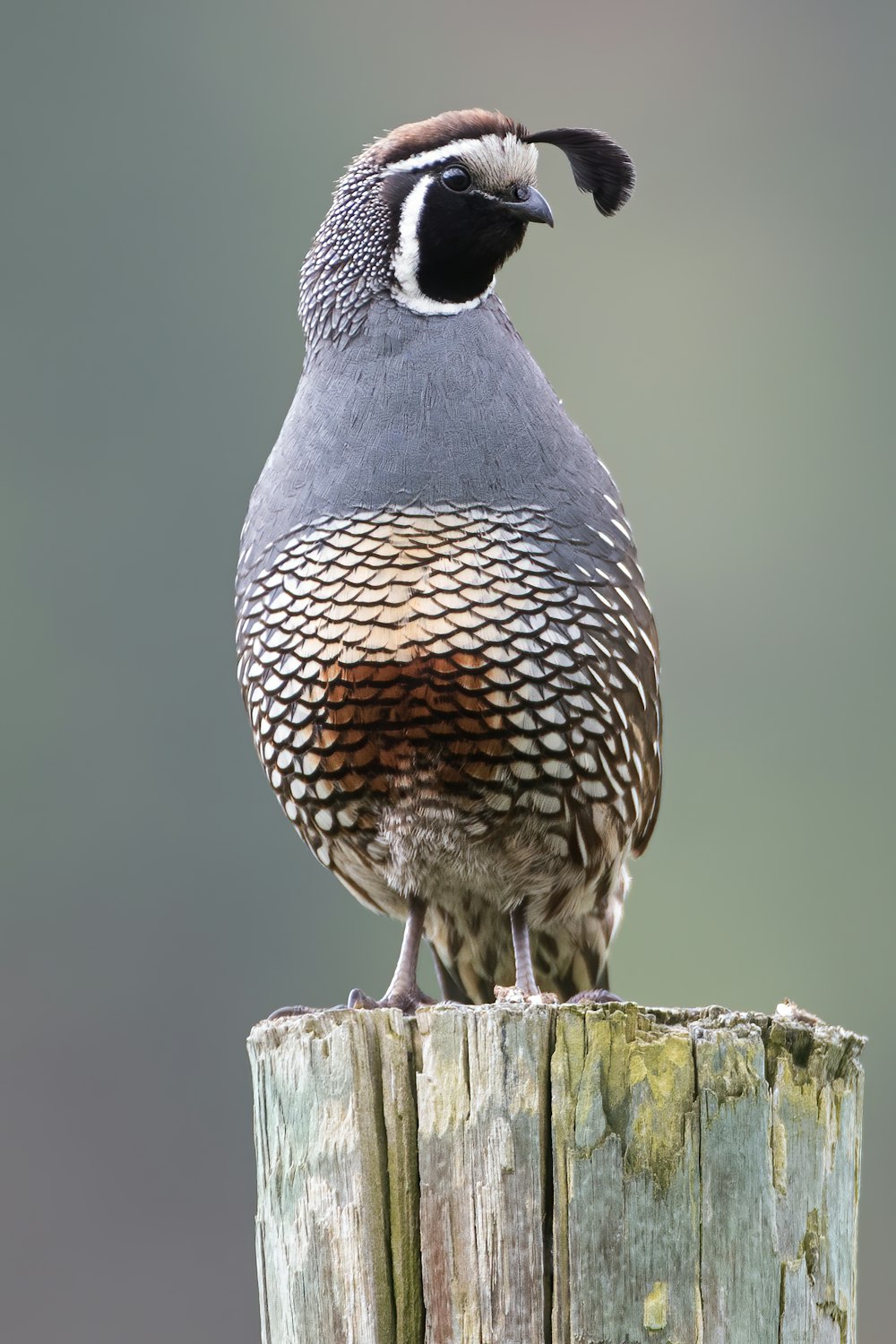 schwarz-weißer Vogel auf braunem Holzstab