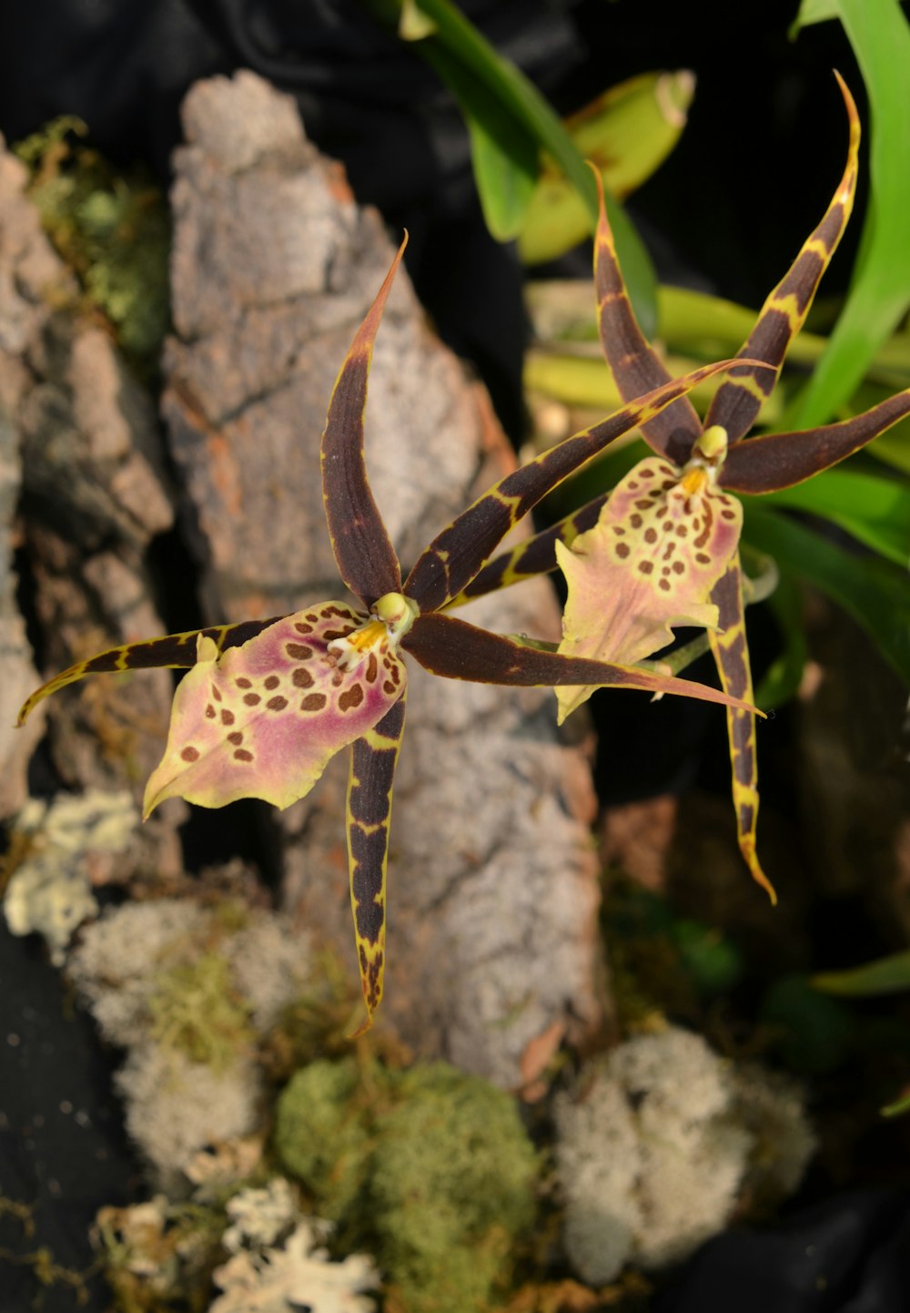 brown and white spider on brown stem