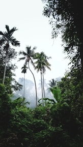 green palm trees under white sky during daytime