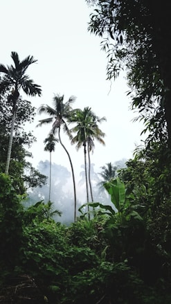 green palm trees under white sky during daytime