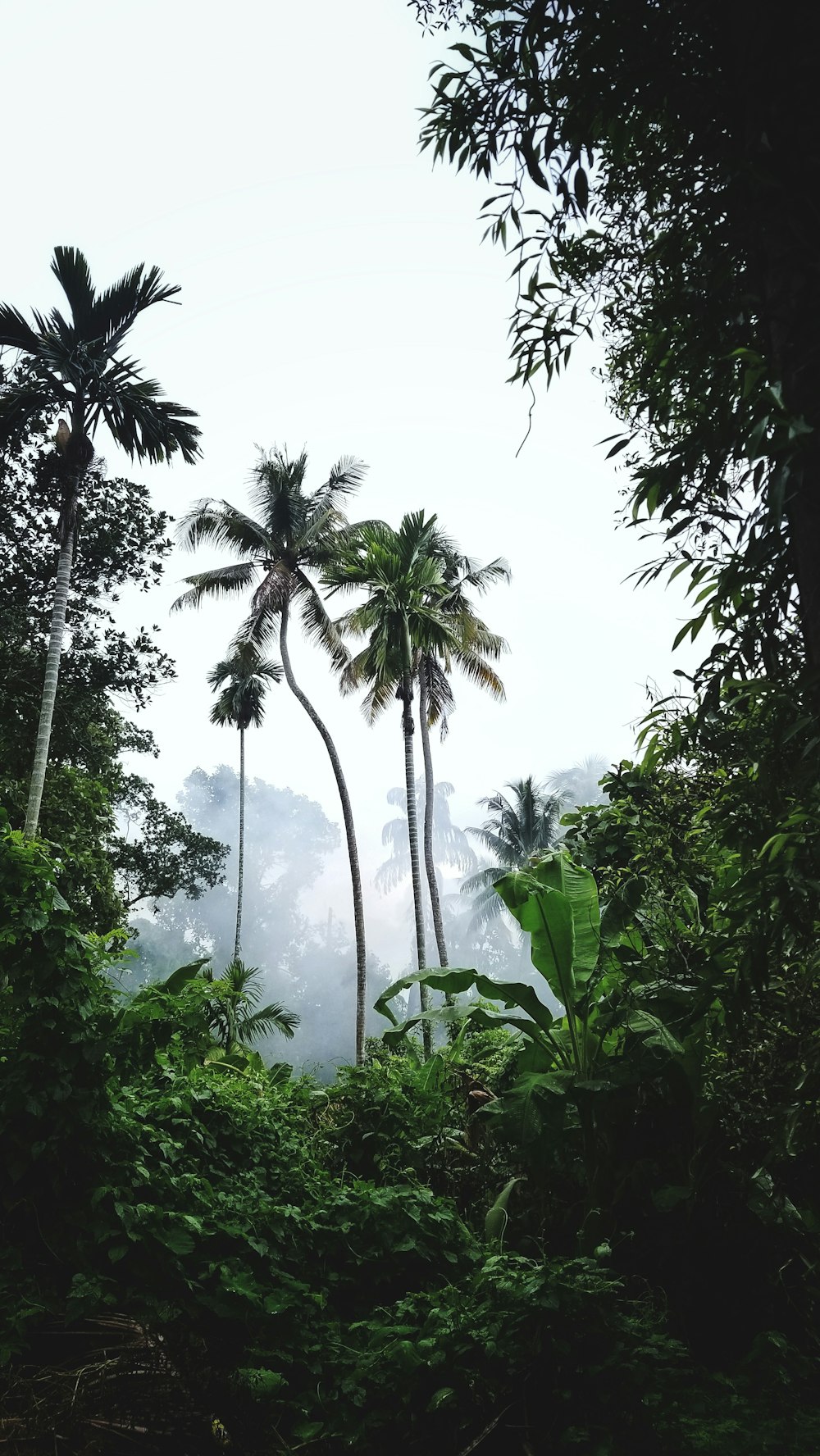 Palmeras verdes bajo el cielo blanco durante el día