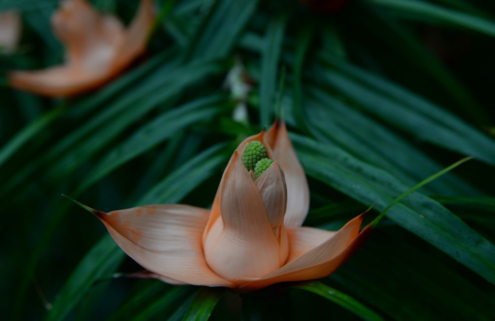 orange and green flower in tilt shift lens