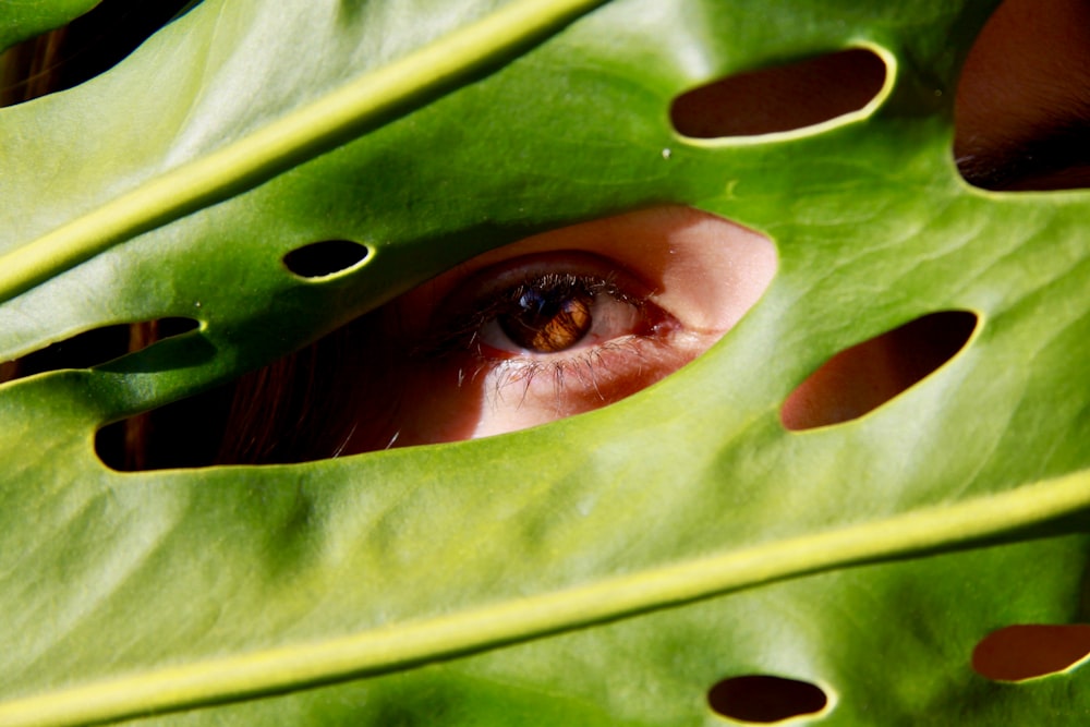 feuille verte avec l’œil humain