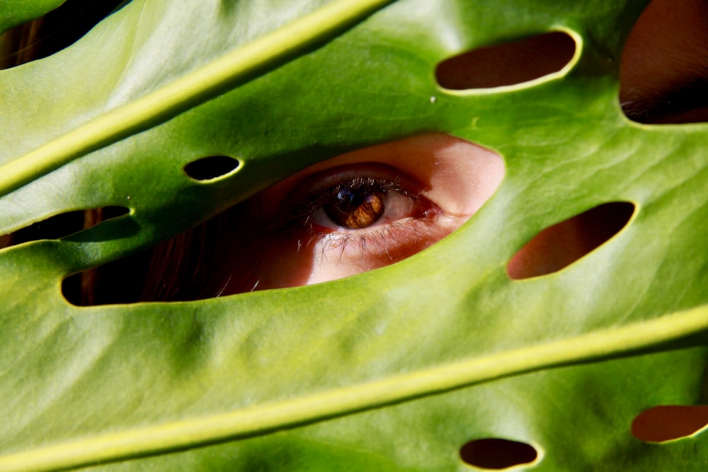 green leaf with human eye