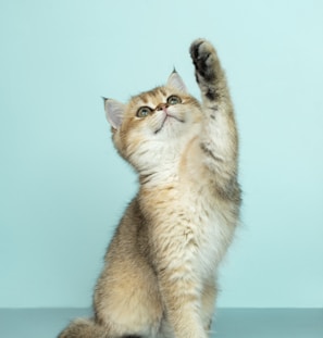 white and brown long fur cat