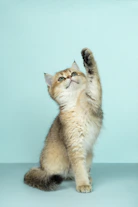 white and brown long fur cat
