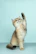 white and brown long fur cat