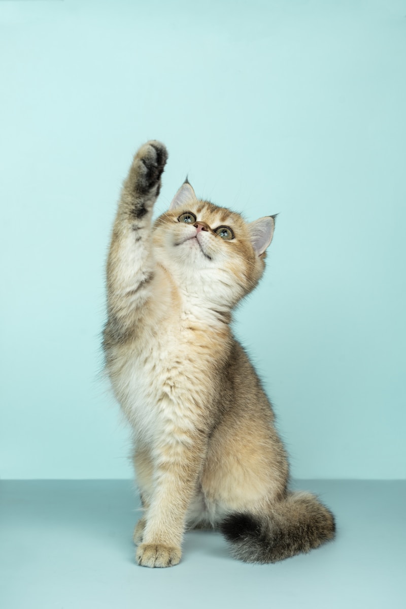 Cat Climbing Tower 5 Ft