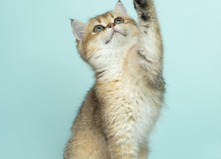 white and brown long fur cat