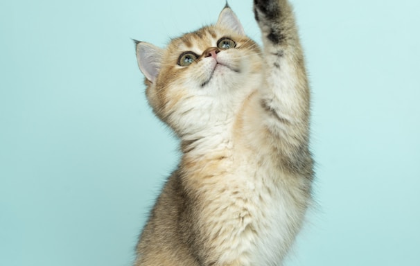 white and brown long fur cat