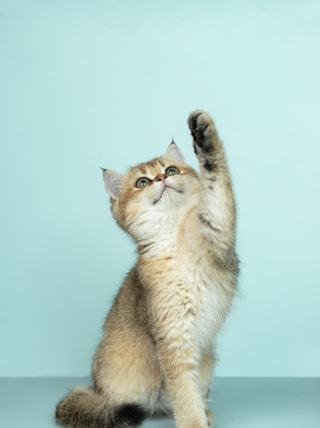 white and brown long fur cat