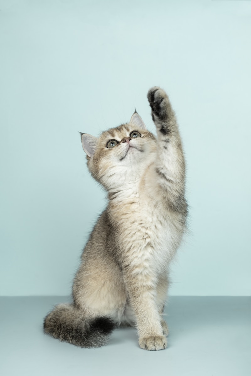 Cat Climbing Tower 5 Ft