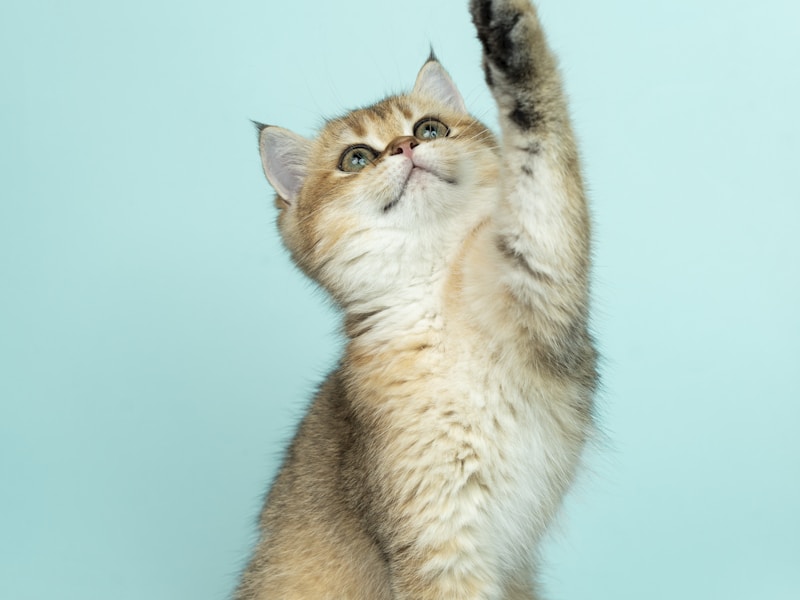 Scottish Fold