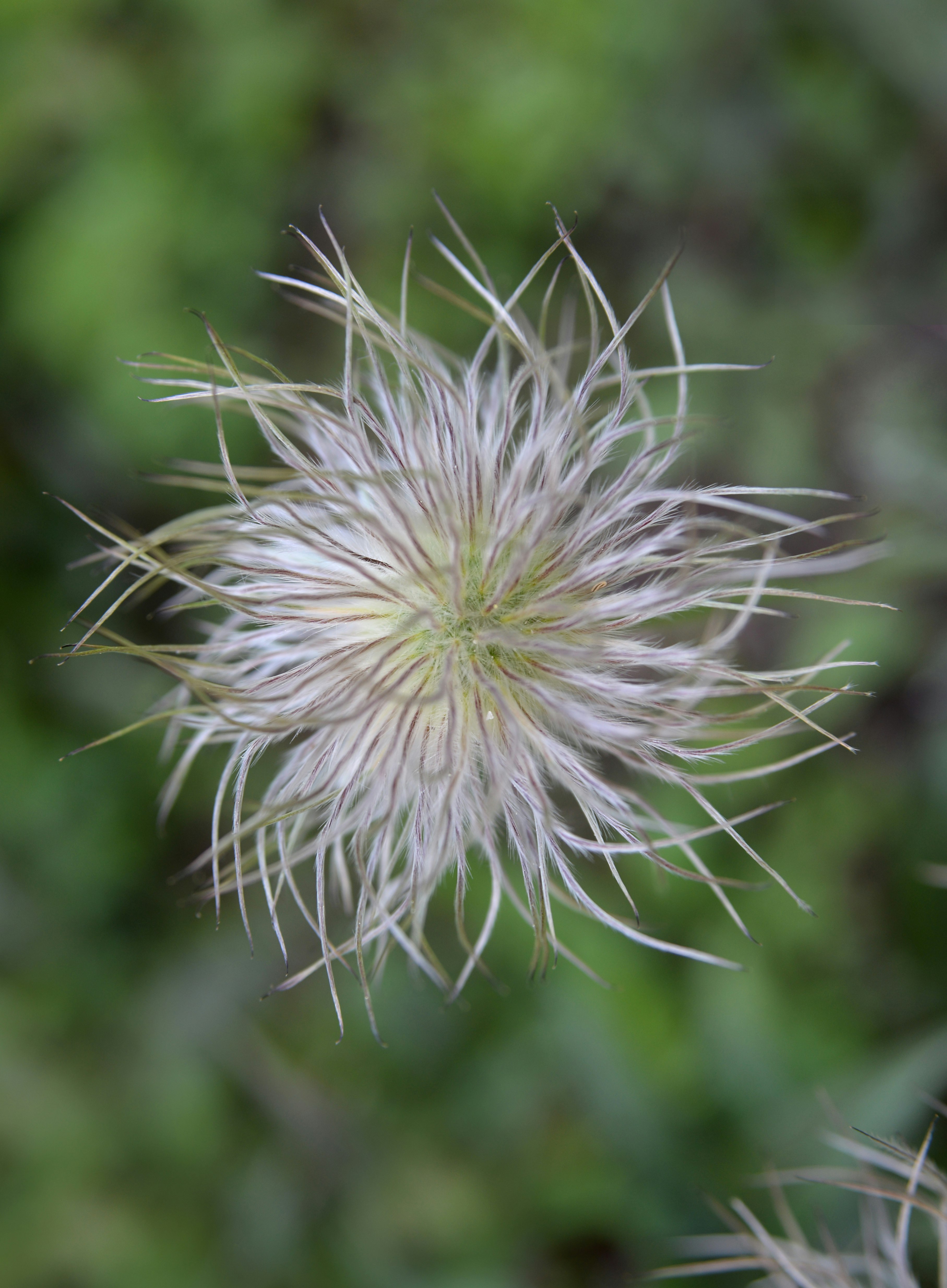 white dandelion in close up photography