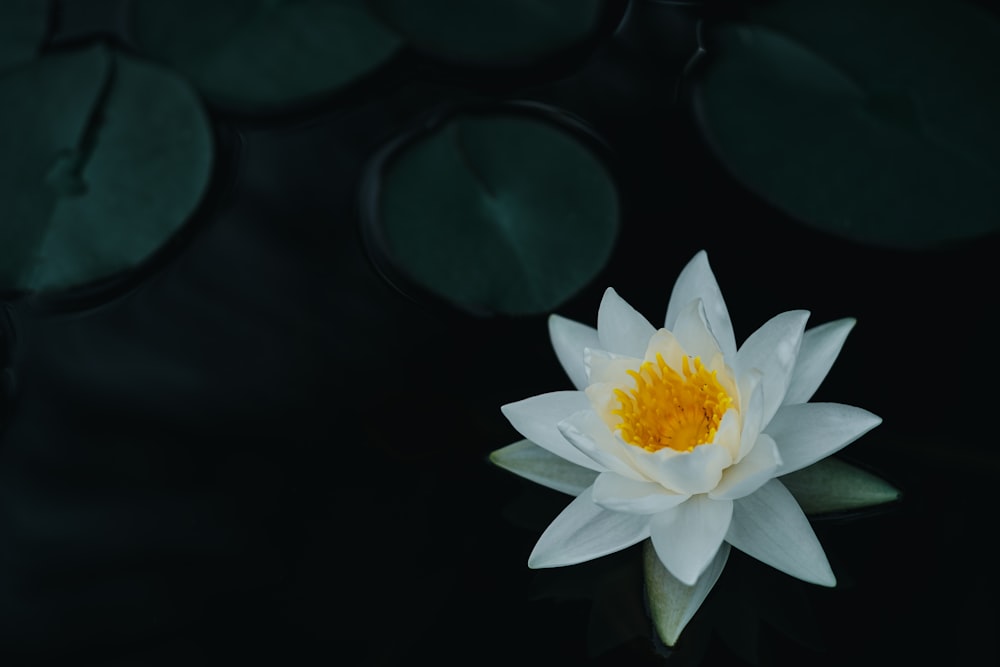 white and yellow flower in black background