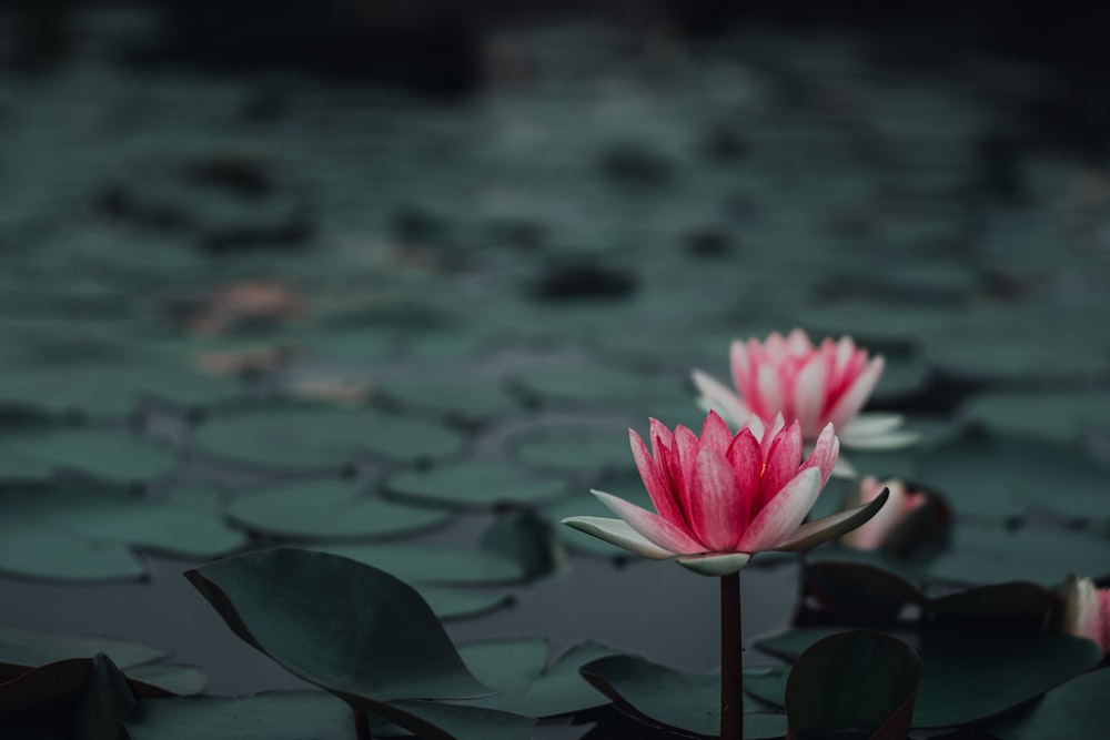 pink lotus flower in bloom during daytime