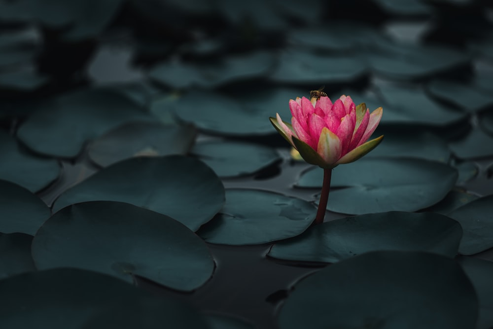 물에 보라색 연꽃