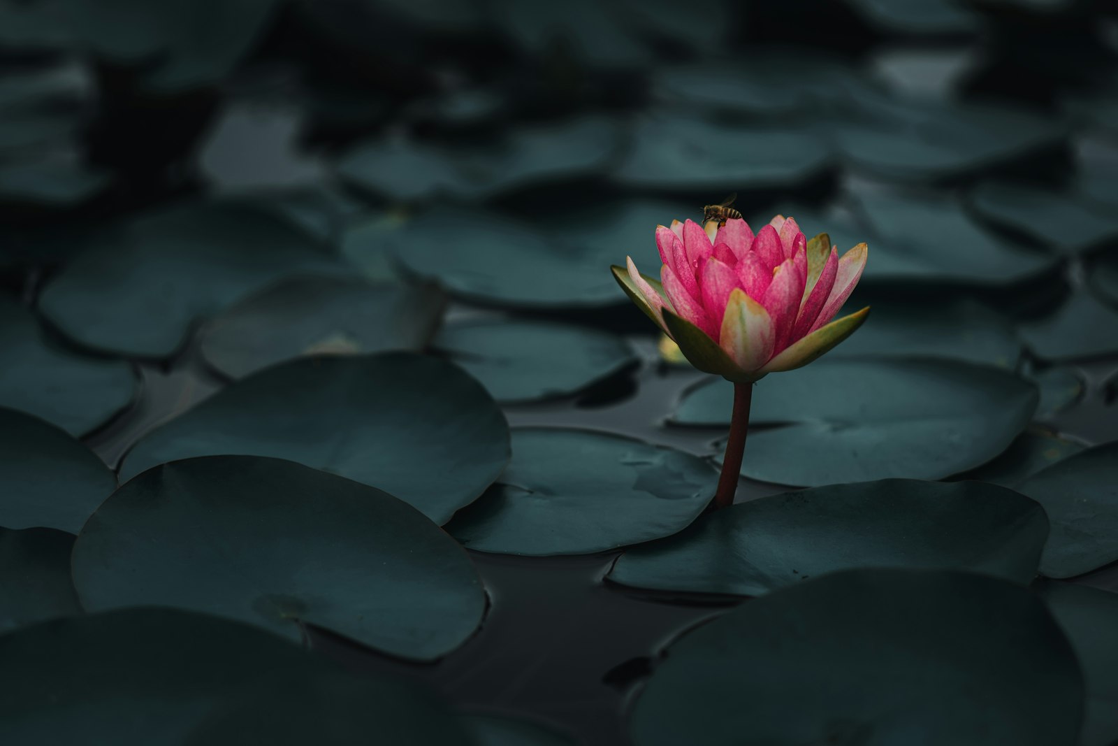 Sony a7 III + Canon EF 40mm F2.8 STM sample photo. Purple lotus flower on photography