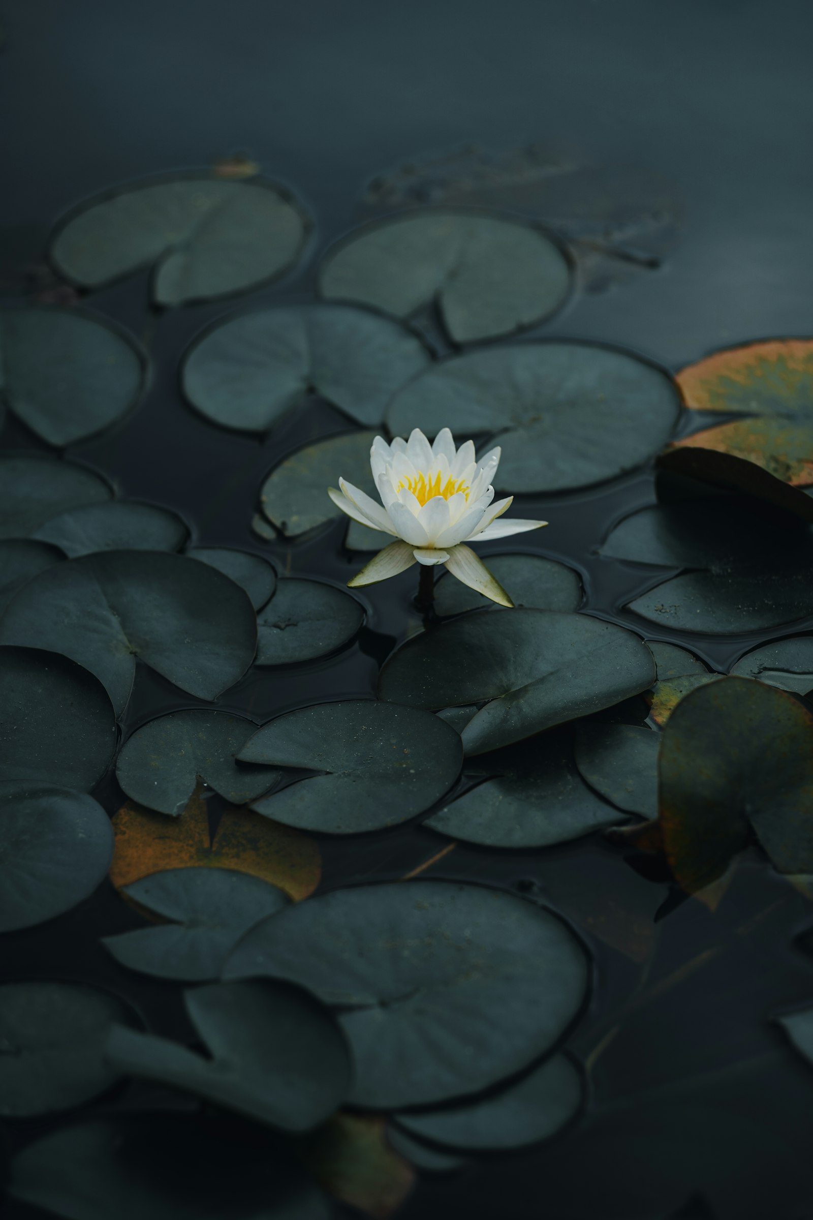 Sony a7 III + Canon EF 40mm F2.8 STM sample photo. White lotus flower on photography