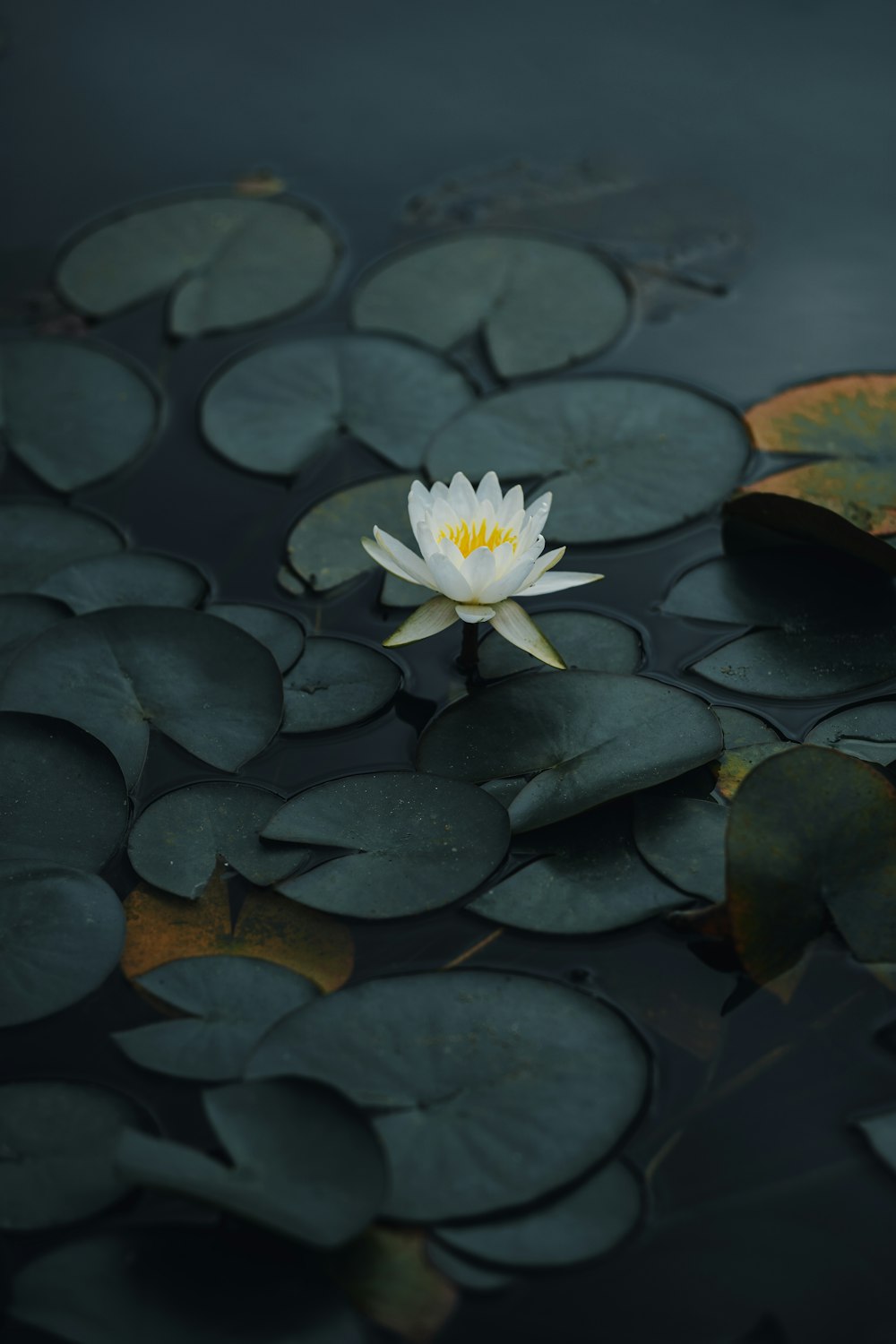 水に咲く白い蓮の花