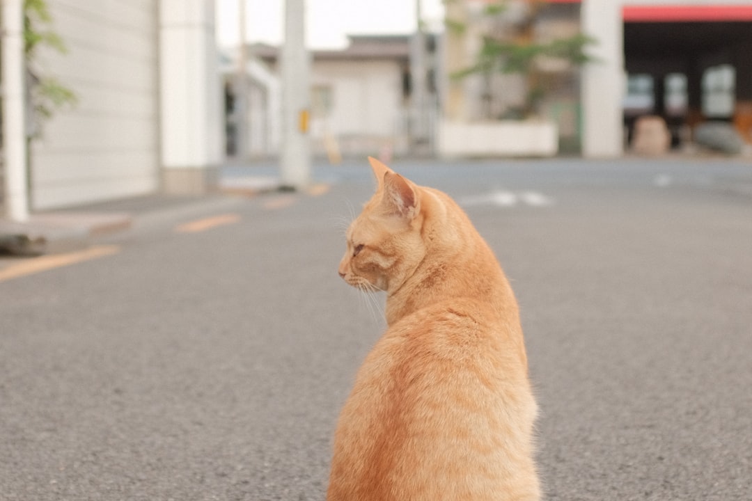 orange tabby cat on gray concrete floor