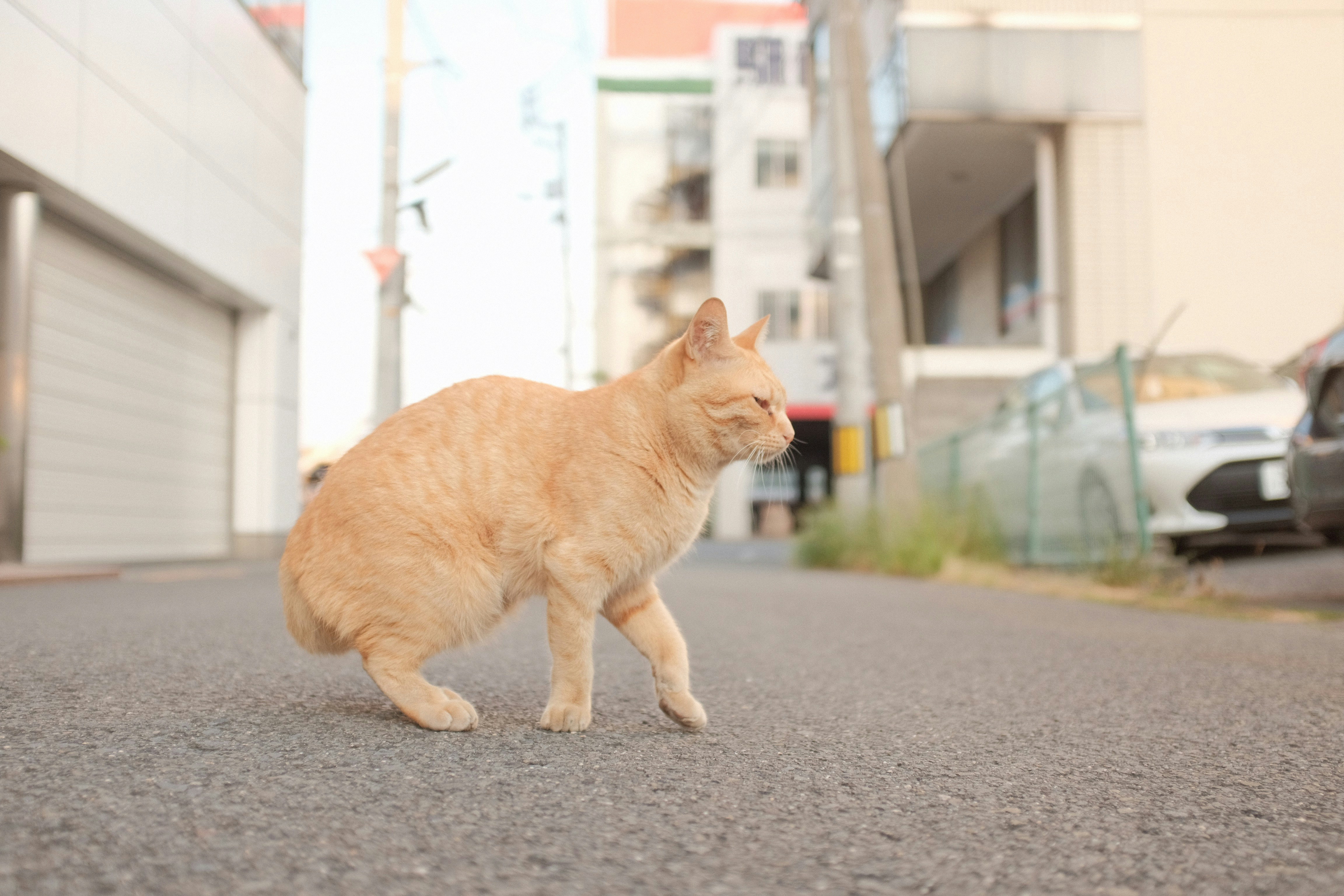 9. Manx: Tailless Wonders With a Taste for Water (image credits: unsplash)